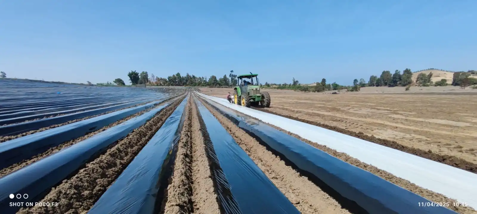 Acolchado Agrícola