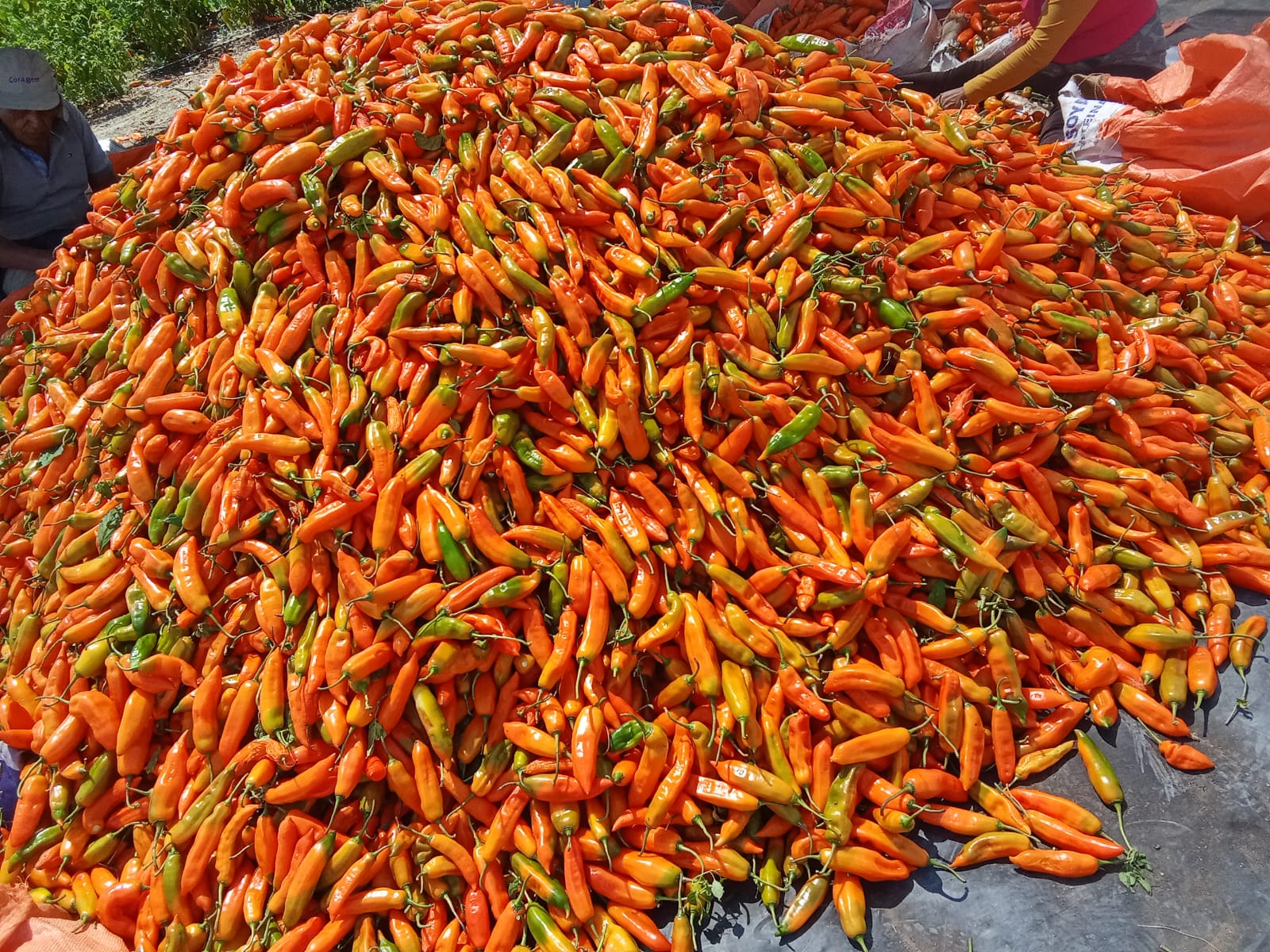 Pasta de Ají