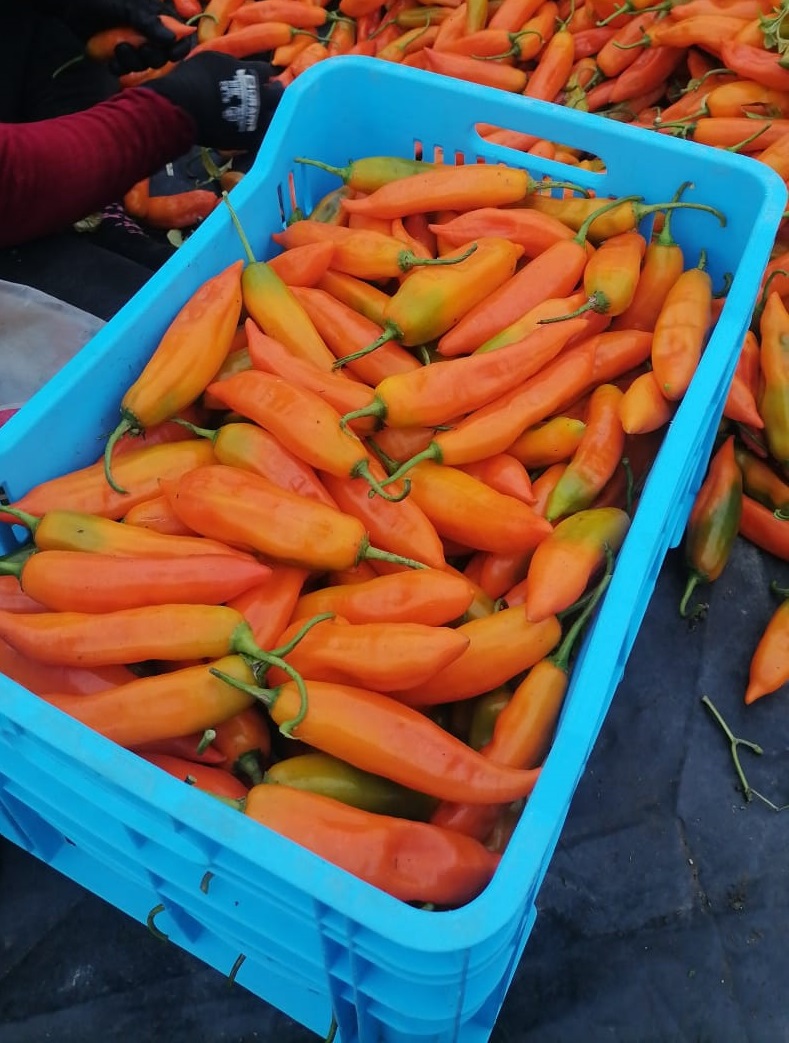 Paprika Entera