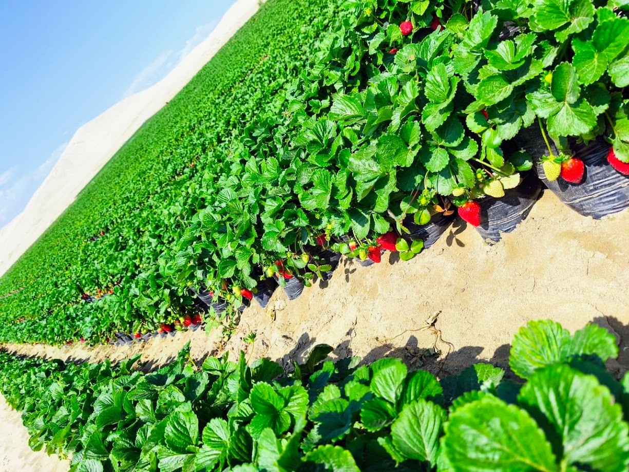 Crops Quito
