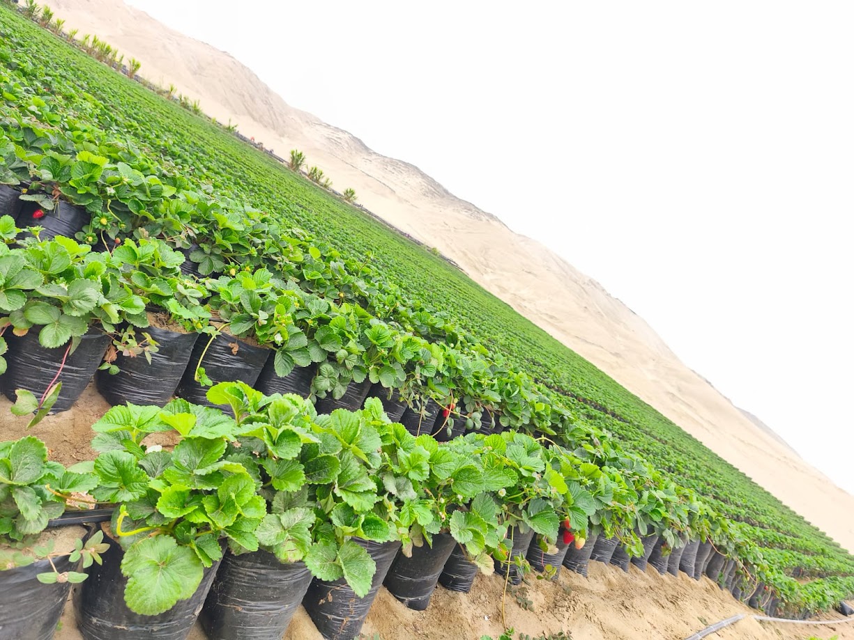 Crops Quito