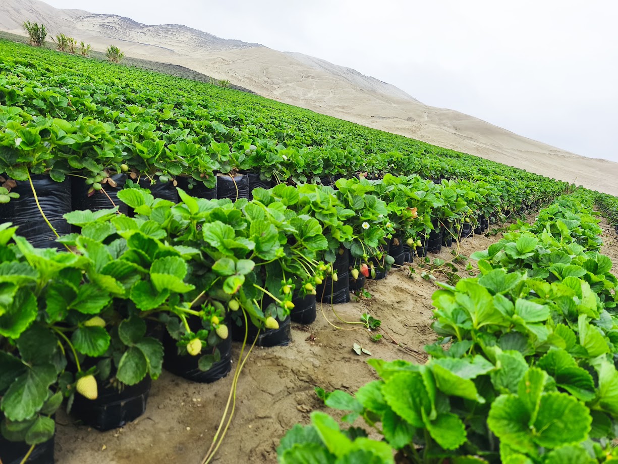 Crops Quito